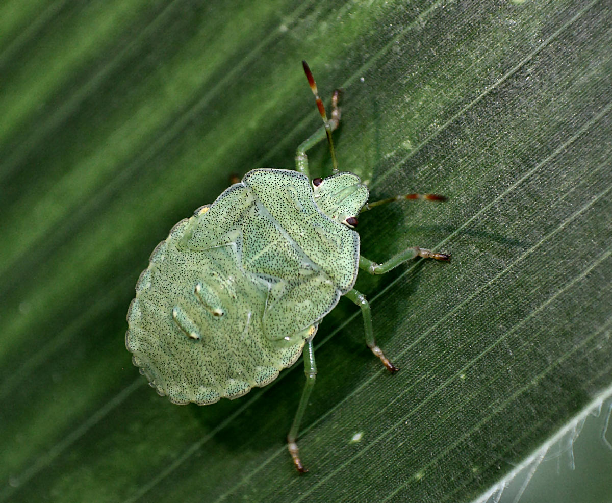 Palomena prasina - ninfa ?
